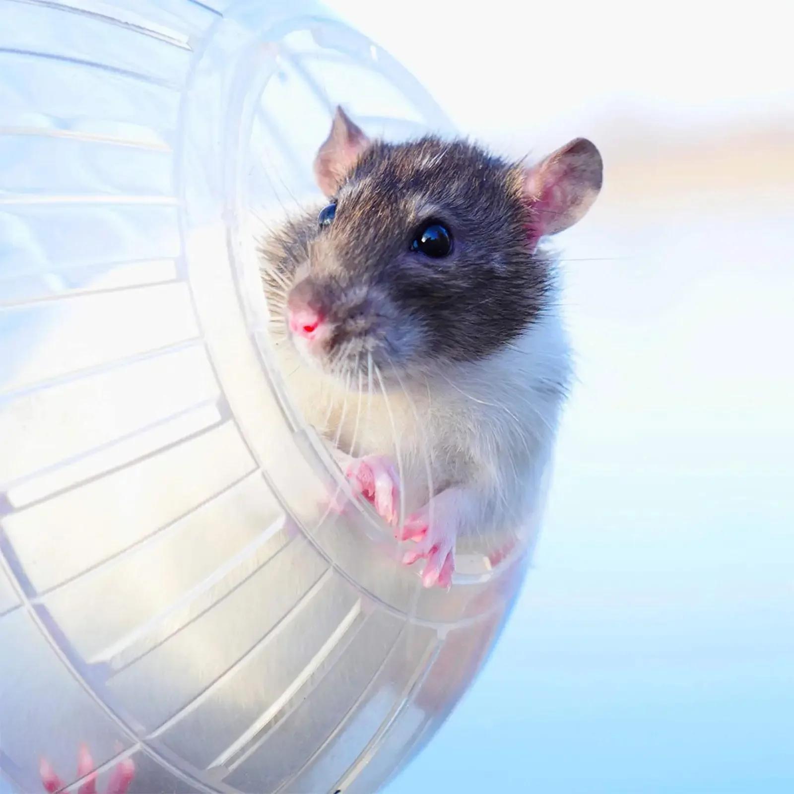 Outdoor Sport Ball, Grounder Rat Small Pet Rodent Mice Balls, Rat Exercise Hamster Gerbil Play Toys Jogging Toys