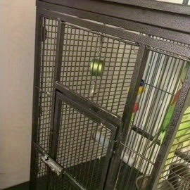 Bird Toys Parrot Talking Coach & Interactive Voice Bell for Parakeet, African Grey, Amazon Parrots, Quaker, Cockatiel, Conure