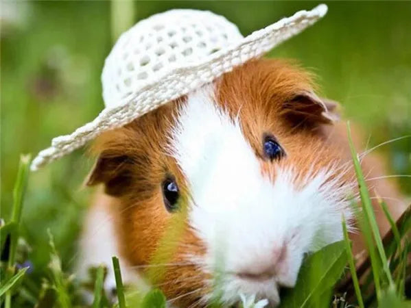 Huacan 5d Diamond Painting New Arrivals Guinea Pig Cross Stitch Embroidery Pet Rat Mosaic Mouse Home Decor