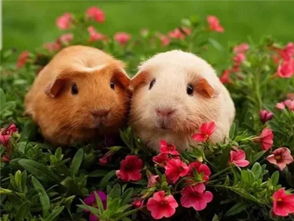Huacan 5d Diamond Painting New Arrivals Guinea Pig Cross Stitch Embroidery Pet Rat Mosaic Mouse Home Decor