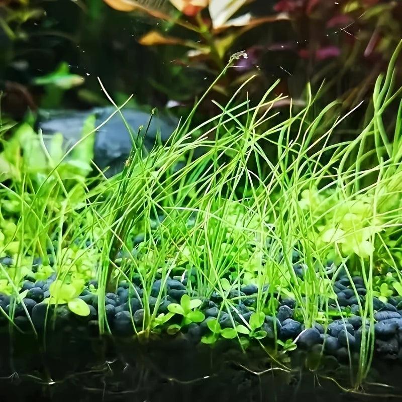 500g 1000g Aquarium Plant Substrate Aquatic Soil for Fish Tank Decoration and Aquascaping Essential for Aquarium Enthusiasts