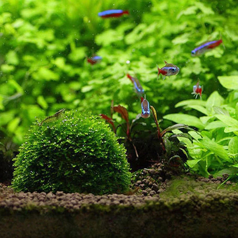 New Aquatic Pet Supplies Decorations Aquarium Moss Ball Live Plants Filter Pet Decor