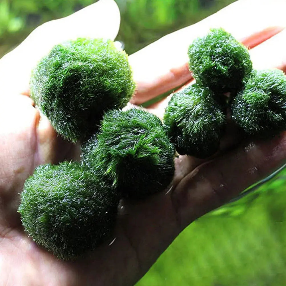 10Pcs Hydroponic Aquatic balls Decorative Fish Tank Supplies Creative Algae Balls Easy Growing Aquarium Plants