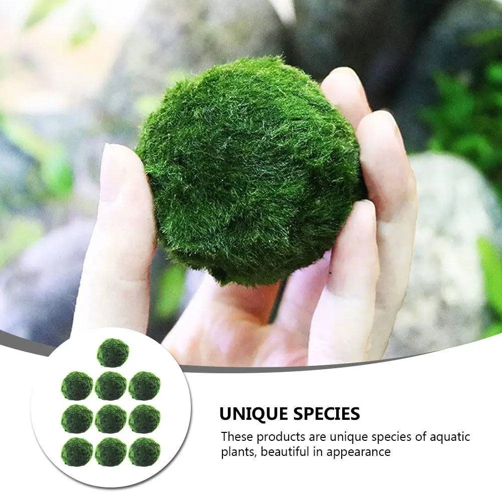 10Pcs Hydroponic Aquatic balls Decorative Fish Tank Supplies Creative Algae Balls Easy Growing Aquarium Plants