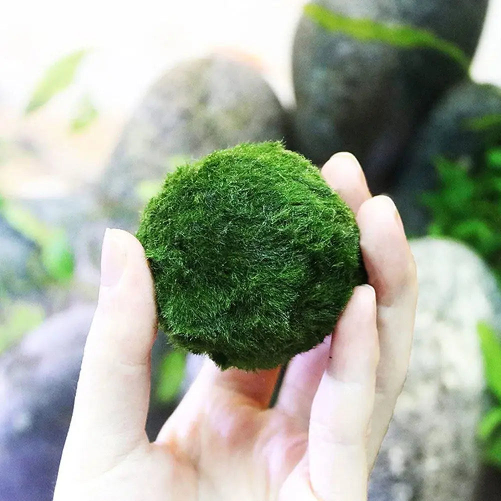 10Pcs Hydroponic Aquatic balls Decorative Fish Tank Supplies Creative Algae Balls Easy Growing Aquarium Plants