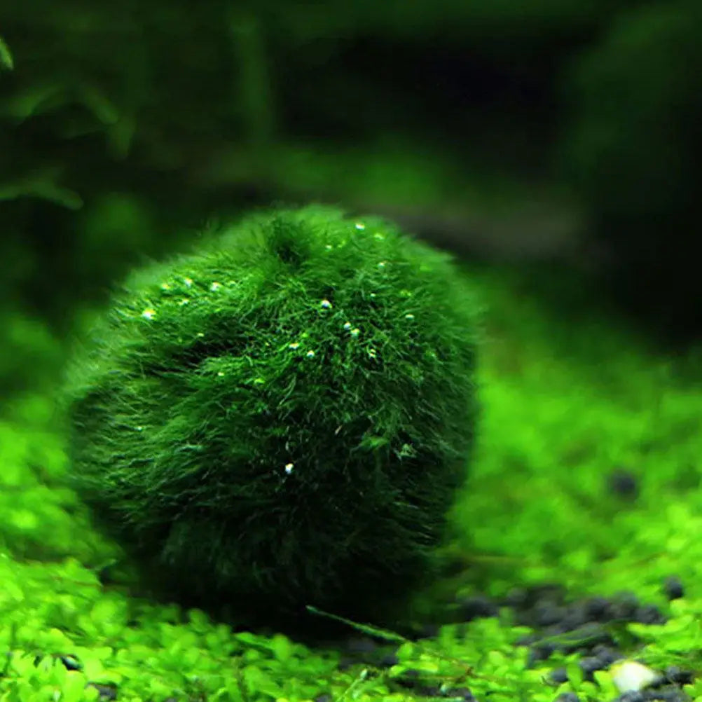 10Pcs Hydroponic Aquatic balls Decorative Fish Tank Supplies Creative Algae Balls Easy Growing Aquarium Plants