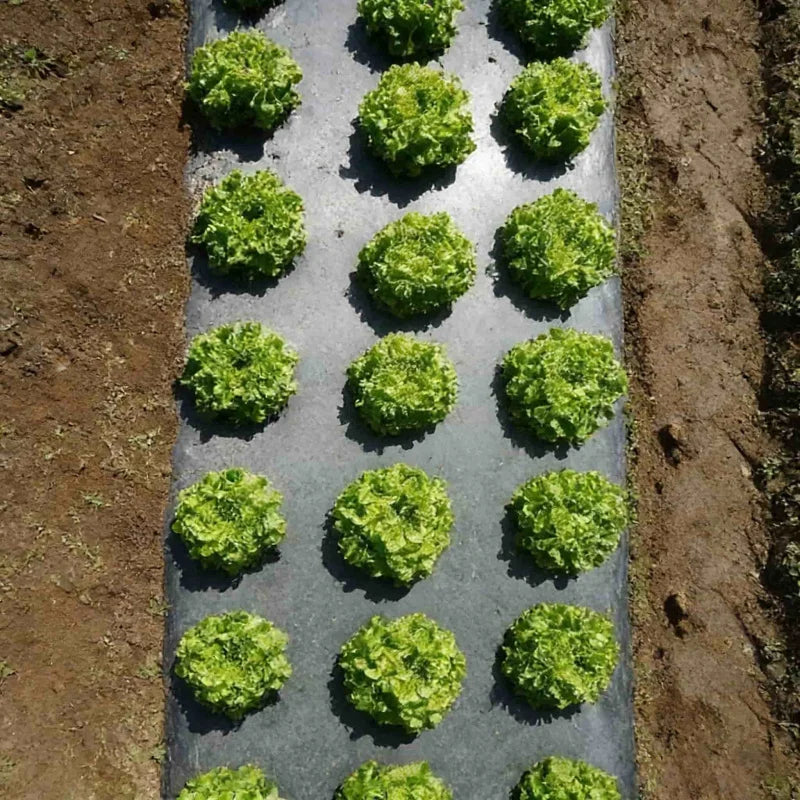 Garden Agricultural Breathable Perforated Weed Barrier Fabric1Sheet Plastic Covering Film Weed Control Cloth Landscape Mulch