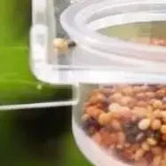 Bird Transparent Feeder Feeding Basin With Antiskid Stand Bowls Acrylic Bird Cage Feeder Fixed Food Bowl Parakeets Feeders