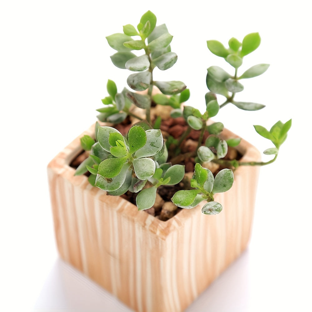 SUN-E 6pcs/Set Mini Plant Pots Pattern Succulent Plant Pot Cactus Pot Flower Pot Decorative Ceramic Planter for Home House Office Outdoor Garden Container Planter Perfect Gift Idea for Women with Drain Hole 2.5Inch/6.5cm (Pla