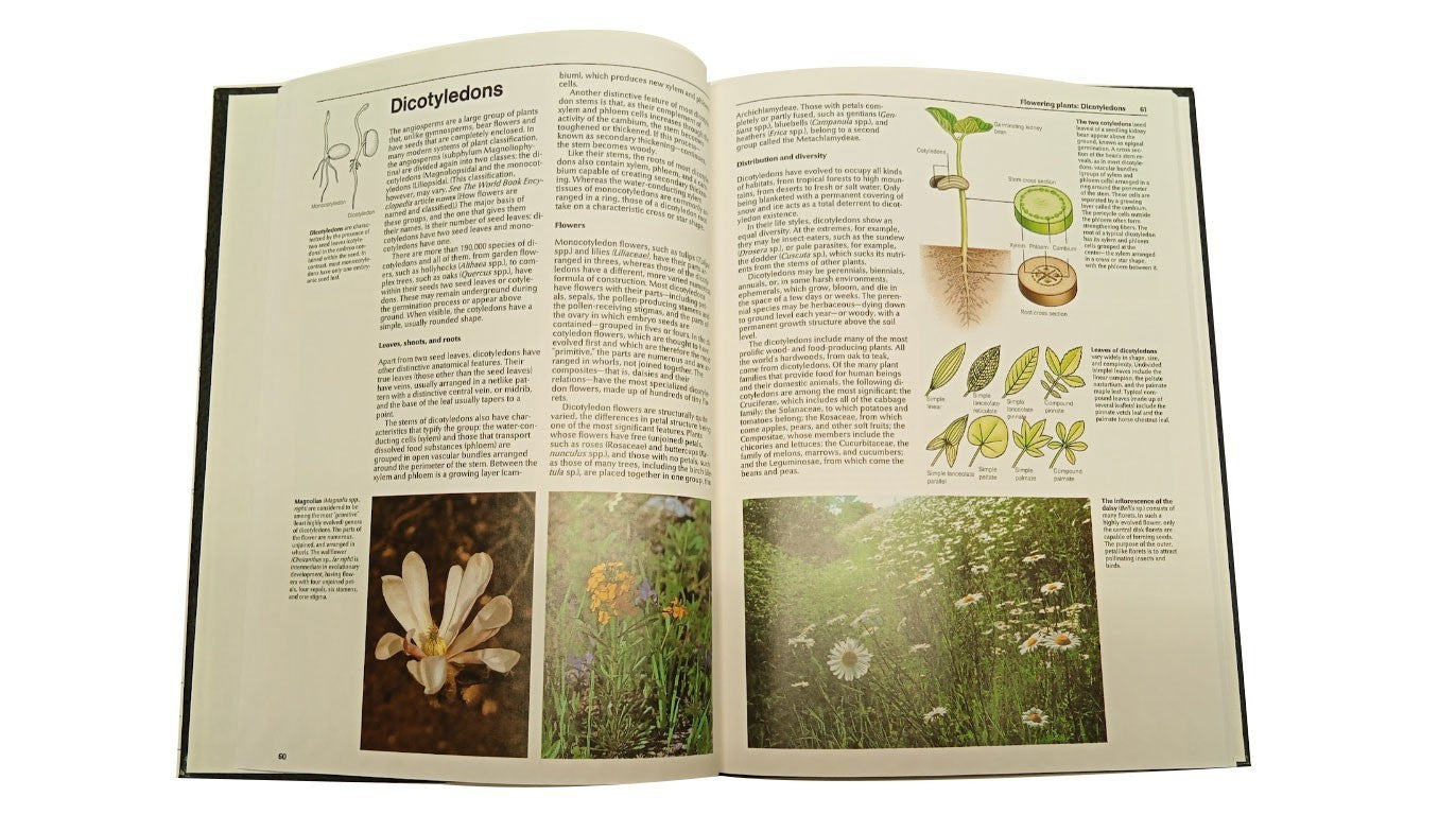 The World Book Encyclopedia of Science:5:The Plant world  b34