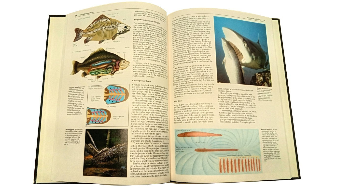 The World Book Encyclopedia of Science:6:The Animal World  b34
